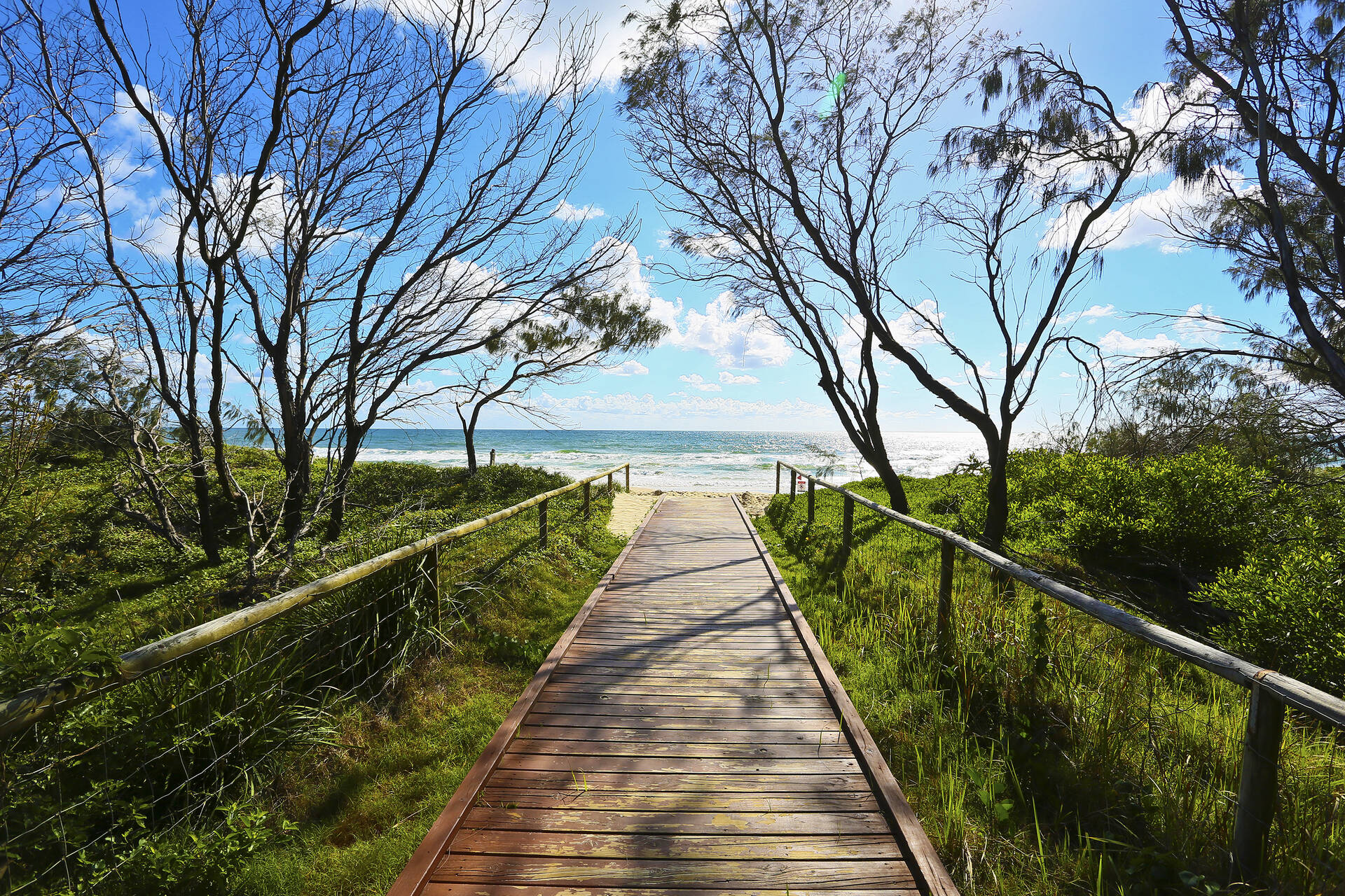 Sunlit walking path bordered by coastal grasses near an Australian shoreline
