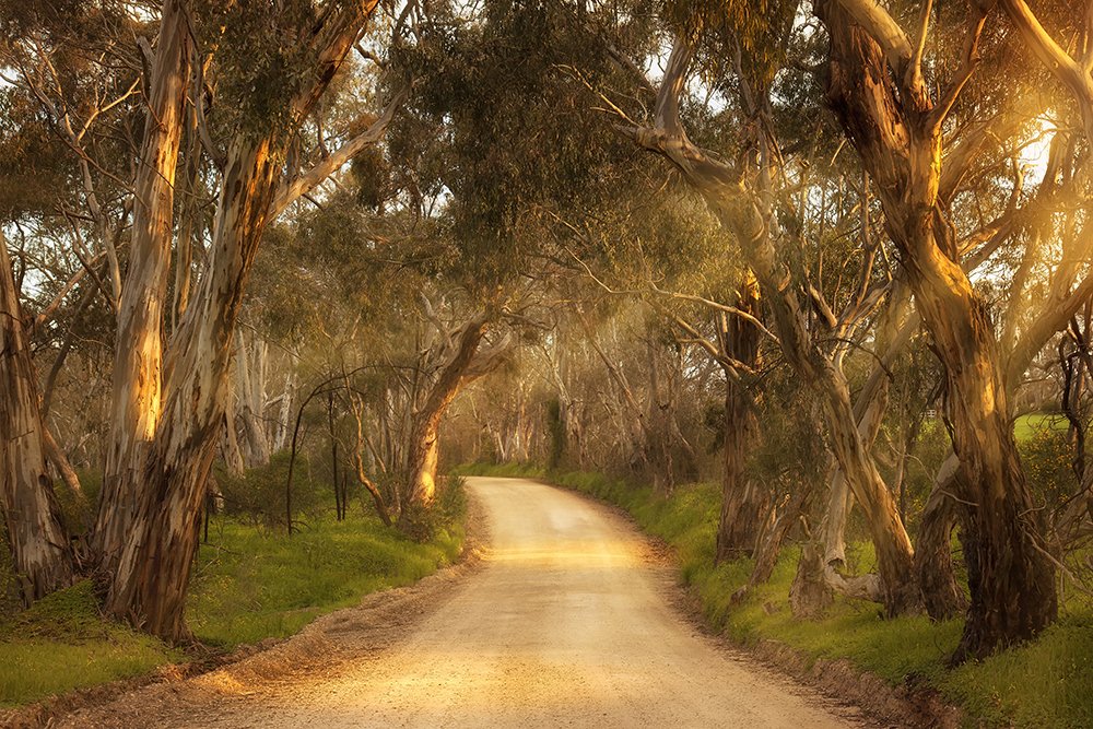 Morning light on a walking path beside coastal grasses in Australia